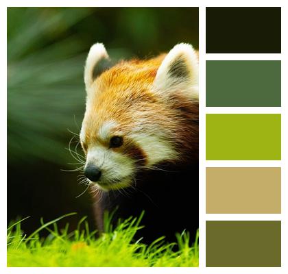 Red Panda Animal Mammal Image